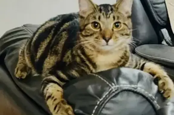 Lost: Small Brown Tabby 'Loxy' in Georgetown