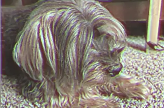 Lost Yorkiepoo: One-Eyed, 16-Year-Old