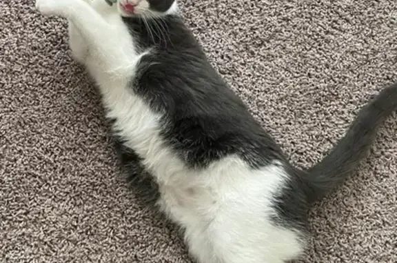 Help Find Smokey: Lost Cat in Reno!