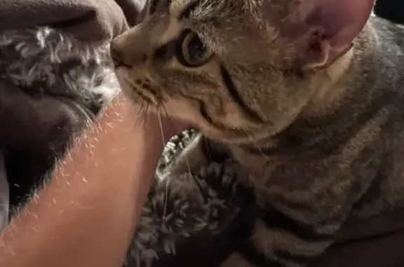 Lost pets Las Vegas, photo: Lost Cat: Friendly Tan/Brown in Vegas