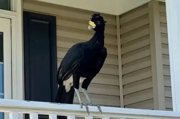 Missing: Timid Great Curassow in PA