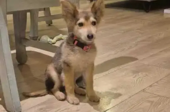 Perrita Perdida en Rincón de las Flores, CDMX