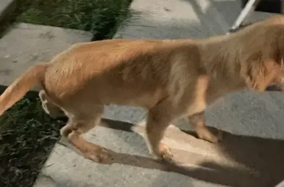 Help Find Max: Lost Dog on 131st Place