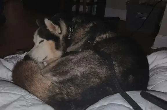Lost Dog: Friendly Black Pup in Athens