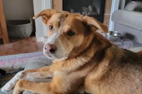 Missing dog Winfield, photo: Lost Red Heeler Mix - Green Collar