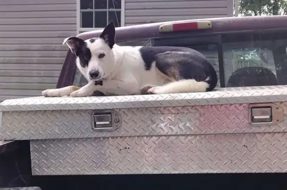 Lost Dog: Limping with Camo Collar