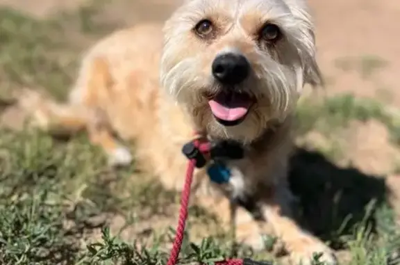 Lost Terrier Mix on Riverside Ave