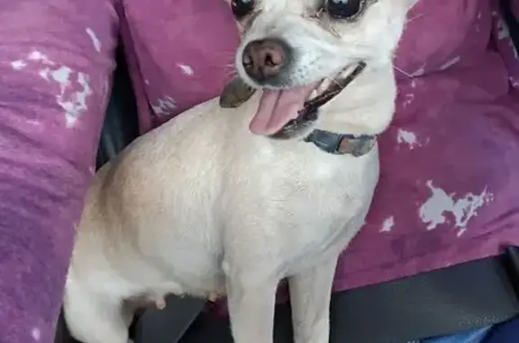 Found dog Apache Junction, photo: Found: White Chihuahua with Floral Collar
