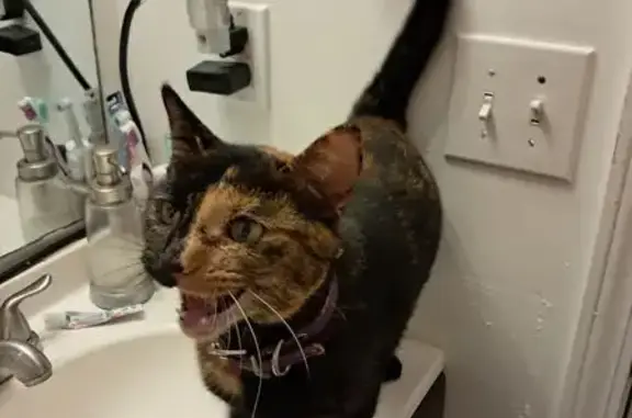 Lost Black Calico Cat in Megan Way, GA