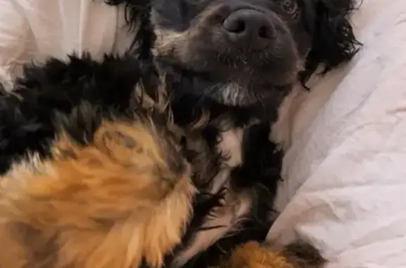Missing dog Williamsport, photo: Lost Fluffy Dog: Friendly & Playful