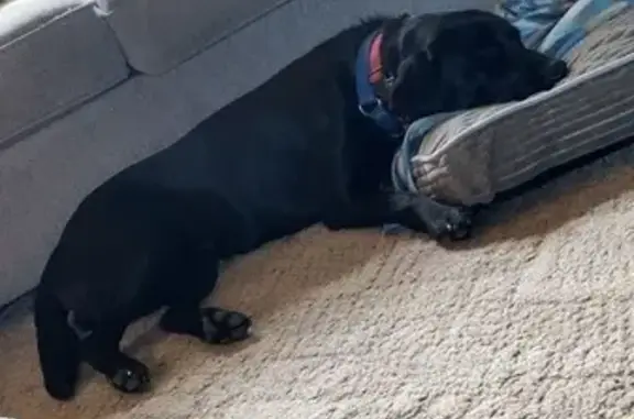 Missing dog Hartford, photo: Lost: Friendly Jet Black Lab in Hartford