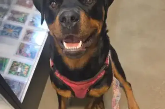 Lost Rottweiler: Cardi & Fendi Missing