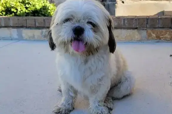 Found dog , photo: Found: Light Tan Male Dog in San Antonio