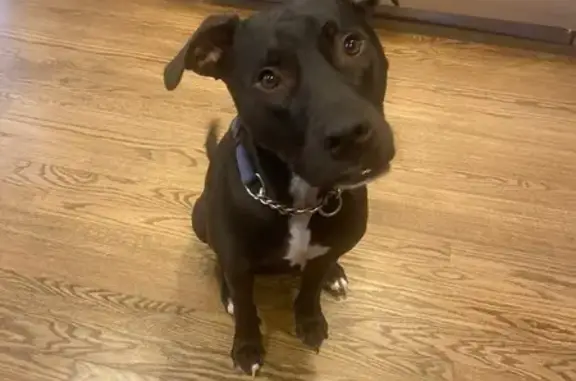 Lost Dog: Black with White Markings, Coram