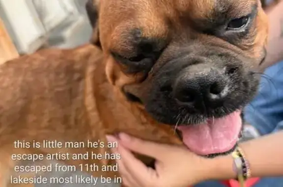 Missing dog Coeur d'Alene, photo: Lost Dog: Little Man, Fawn with Black Mask