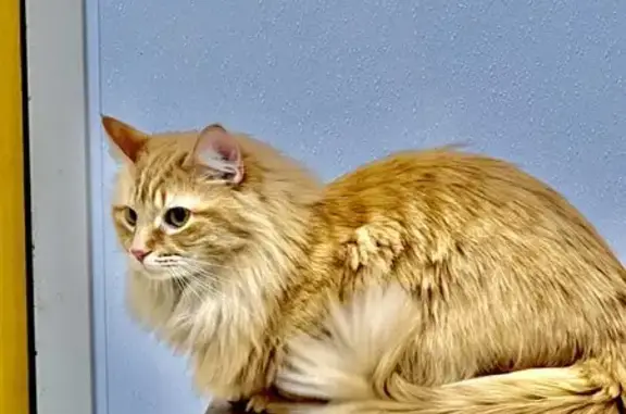 Missing Cat: Help Find Our Furry Friend