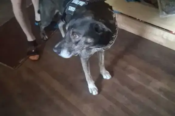 Lost Dog: Malamute-Shepherd Mix Found