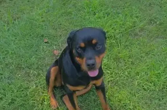 Lost Rottweiler Fendi: Help Us Find Her!