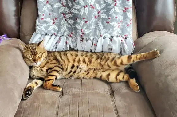 Lost Bengal Cat: Brown with Black Spots
