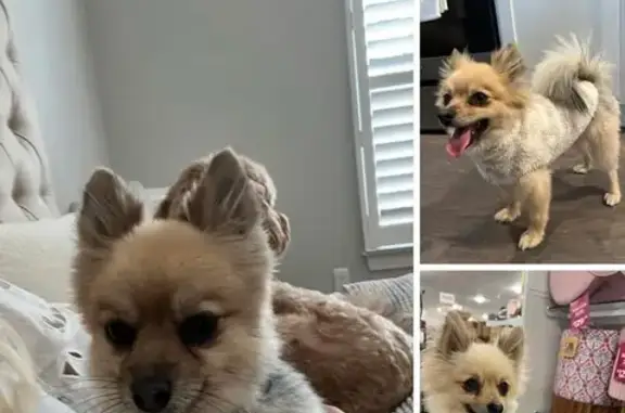 Lost Pomeranian: Brown/Black in Manchester
