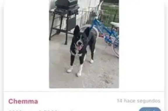 Lost Dog: Blue Eyes & Spotted Paws