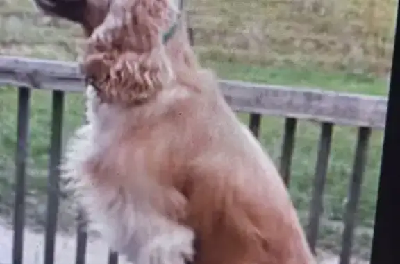 Lost Male Cocker Spaniel in Warner Robins
