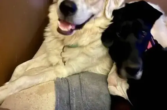Fluffy Pyrenees Mix Lost on Koelsch Dr