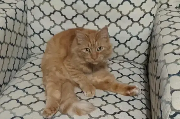 Missing cat , photo: Help Find Fluffy: Lost Orange Tabby Cat