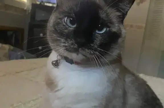 Lost Cat: Pink Collar & Floral Pendant