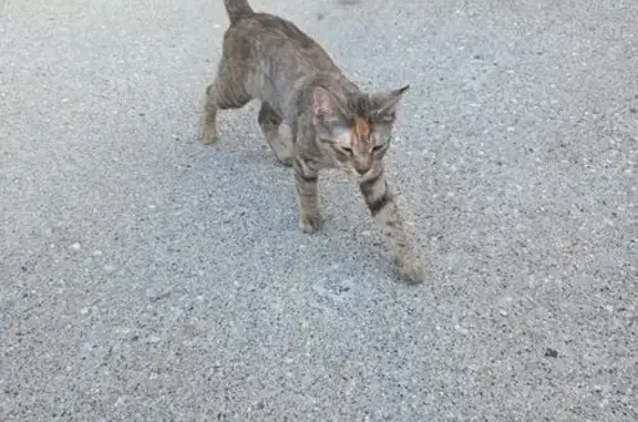 Found cat Chicago, photo: Friendly Young Cat Found on West Foster Ave