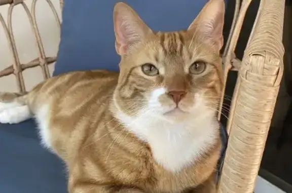 Lost Friendly Orange Cat in Margate
