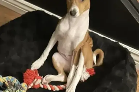 Lost Basenji: Benji, 10-Month Puppy!