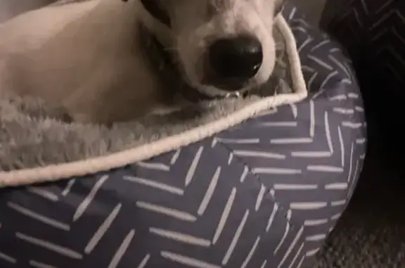 Help Find Skip: Frail White Terrier Lost