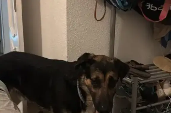 Perro Perdido en Sevilla: Pastor Alemán Mix