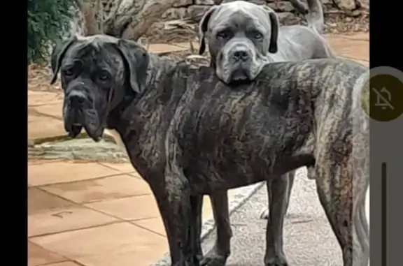 Chiens perdus à Cuers : Owen et Okaya - photo