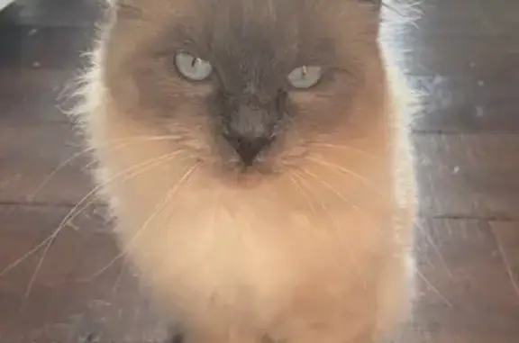 Lost Ragdoll Cat: Grey, Cream & White