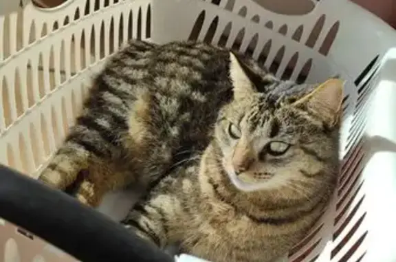 Chatte tigrée perdue à Tilh - photo