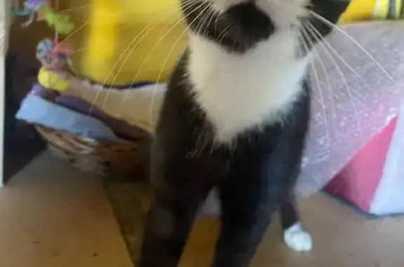 Animaux trouvés Thaon-les-Vosges, photo: Chat noir et blanc sociable trouvé à Thaon