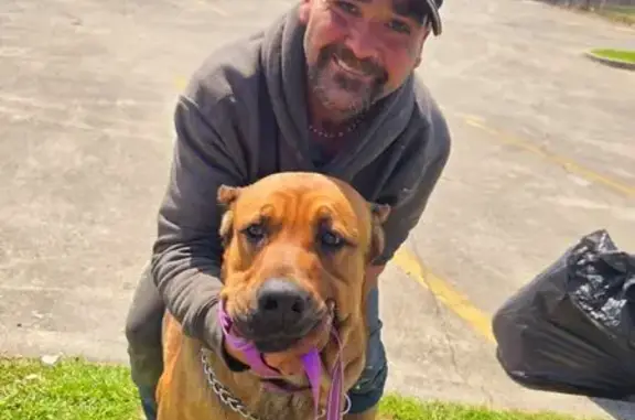 Lost Timid Dog on Rossville Blvd, Chattanooga