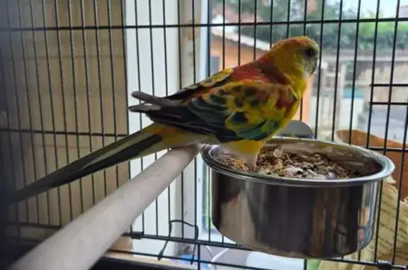 Vibrant Bird Spotted in Lutter...