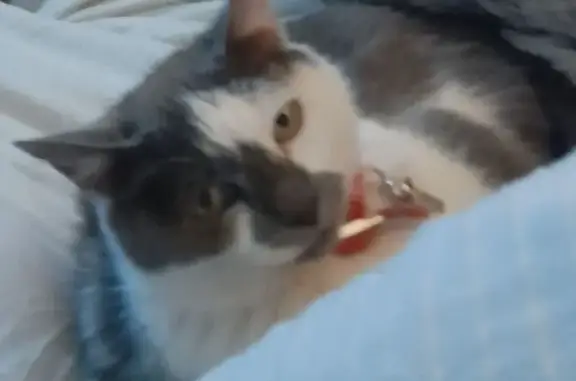 Chat perdu, , photo: Chatte grise et blanche perdue à Quinçay