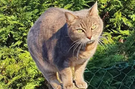 Chatte grise perdue à Saint-Sulpice - photo