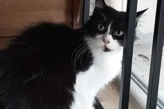 Animaux trouvés Valence, photo: Chat trouvé sur route à Valence