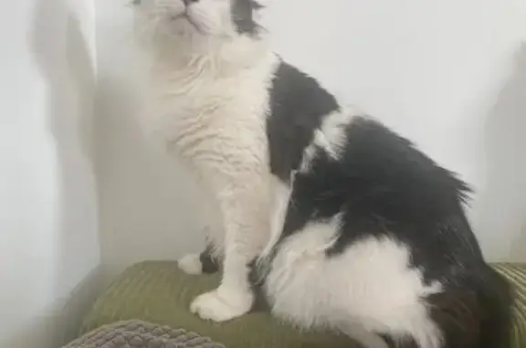Chat trouvé Toulouse, photo: Gros chat noir et blanc trouvé à Toulouse