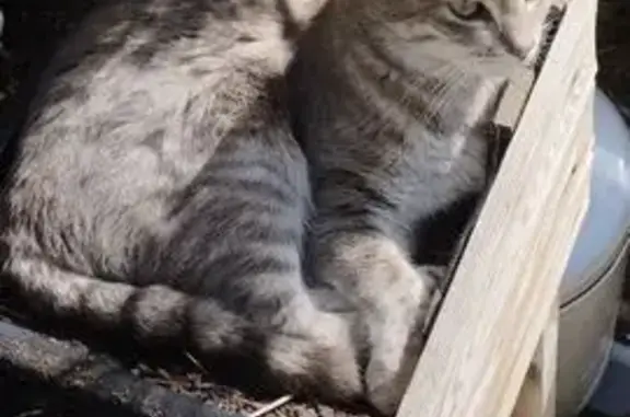 Animaux perdus Montreuil, photo: Chatte tigrée grise perdue à Montreuil