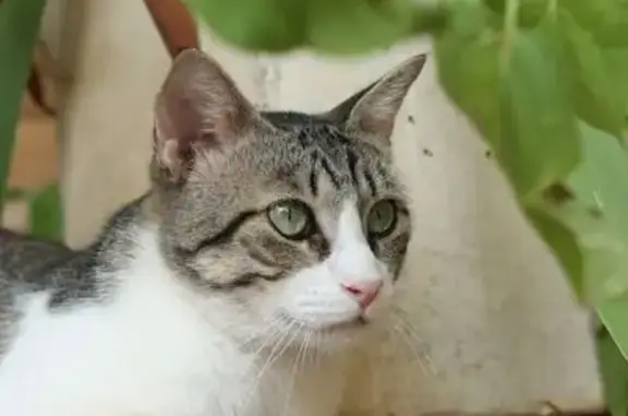 ¡Ayuda a encontrar a Simón en Villarrobledo!