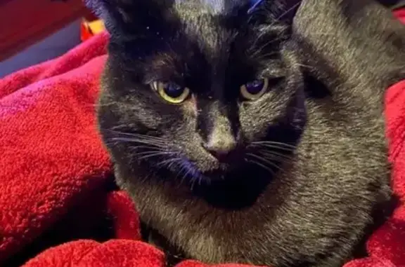 Lost Black Cat: Friendly, Unique Tail!