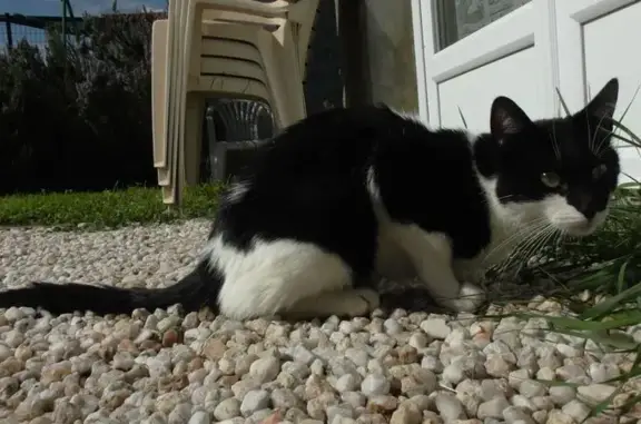 Jeune chatte noire et blanche trouvée - photo