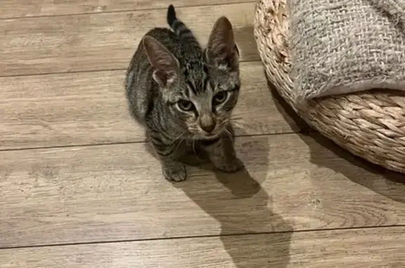 Animaux trouvés , photo: Chat mâle trouvé à Saint-Avaugourd-des-Landes