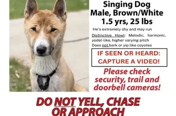 Missing dog Northfield, photo: Lost Dog: White & Reddish - Northfield